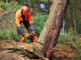 How Our Tree Care Process Works  in  Rio Rancho, NM
