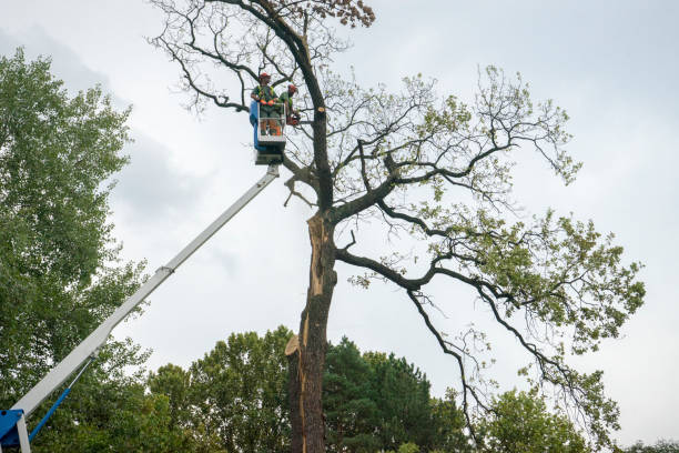 Best Utility Line Clearance  in Rio Rancho, NM