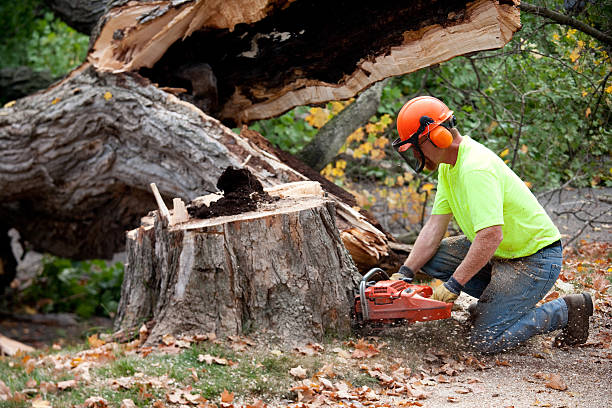 Best Root Management and Removal  in Rio Rancho, NM