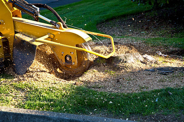  Rio Rancho, NM Tree Removal Pros