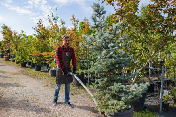 Best Lawn Watering Services  in Rio Rancho, NM