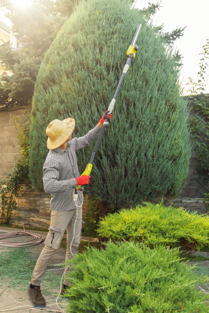 Best Tree Cabling and Bracing  in Rio Rancho, NM