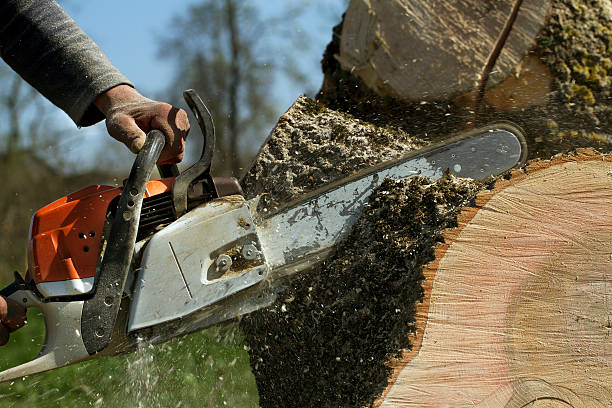 Best Aeration Services  in Rio Rancho, NM